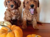 Ev Ortamindan Red Toy Poodle Yavrular