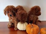 Ev Ortamindan Red Toy Poodle Yavrular