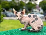 Çok Güzel Bir Yavru Sfenks Kedi