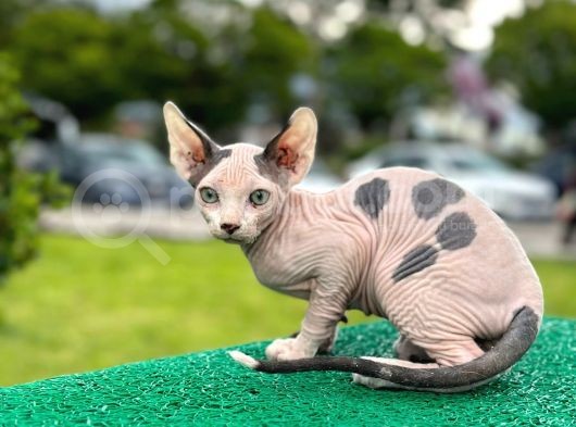 Çok Güzel Bir Yavru Sfenks Kedi görsel