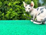 Çok Güzel Bir Yavru Sfenks Kedi