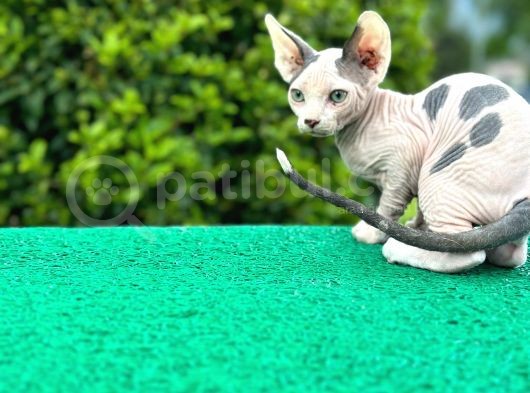 Çok Güzel Bir Yavru Sfenks Kedi görsel
