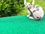 Çok güzel bir yavru sfenks kedi