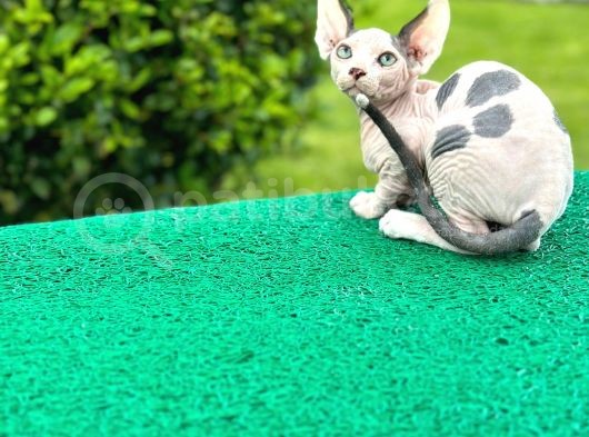 Çok Güzel Bir Yavru Sfenks Kedi