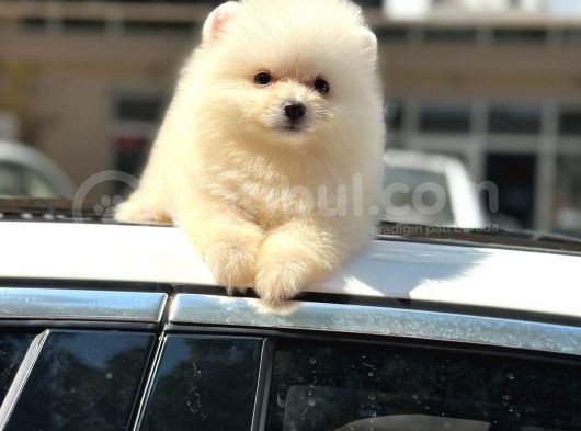 Oyuncak Ayiciktan Farksız Boo Bebeğimiz görsel