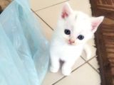 Scottish Fold Ve British Shorthair Yavrular