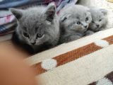 Scottish fold ve British shorthair yavrular