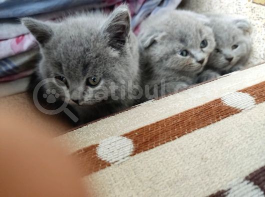 Scottish Fold Ve British Shorthair Yavrular