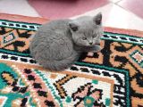 Scottish Fold Ve British Shorthair Yavrular