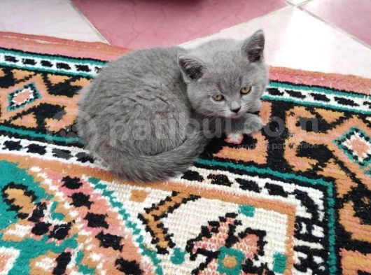 Scottish Fold Ve British Shorthair Yavrular görsel