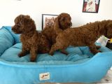 Nadir Olan Tea Cup Poodle Yavrularımız