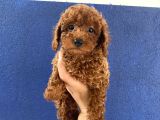 Toy Poodle Redbrown Puppi̇es