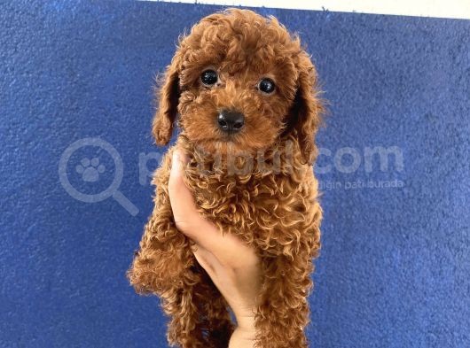 Toy Poodle Redbrown Puppi̇es görsel