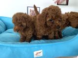 Nadir Olan Tea Cup Poodle Yavrularımız