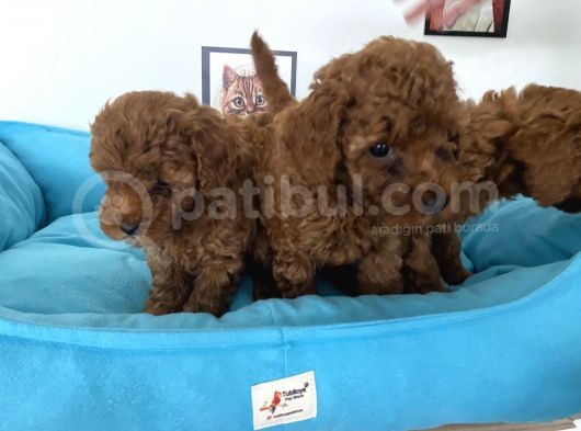 Nadir Olan Tea Cup Poodle Yavrularımız görsel