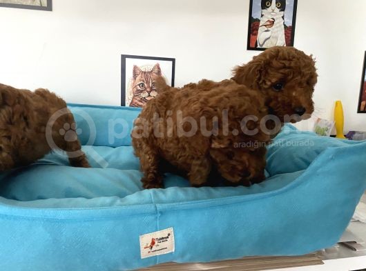 Nadir Olan Tea Cup Poodle Yavrularımız görsel