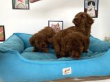 Nadir Olan Tea Cup Poodle Yavrularımız