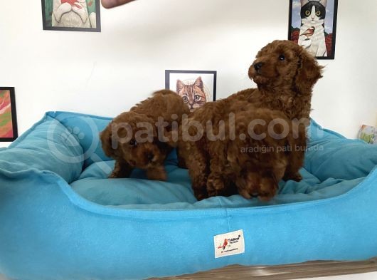 Nadir Olan Tea Cup Poodle Yavrularımız görsel
