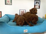 Nadir Olan Tea Cup Poodle Yavrularımız
