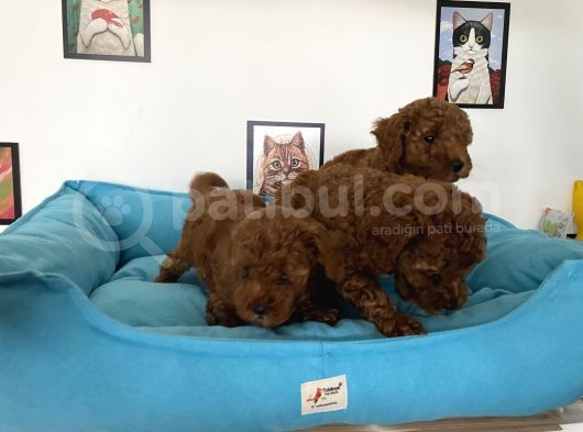 Nadir Olan Tea Cup Poodle Yavrularımız görsel