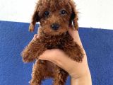 TOY pOODLE REDBROWN PUPPİES