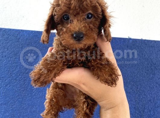 Toy Poodle Redbrown Puppi̇es