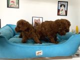 Nadir Olan Tea Cup Poodle Yavrularımız