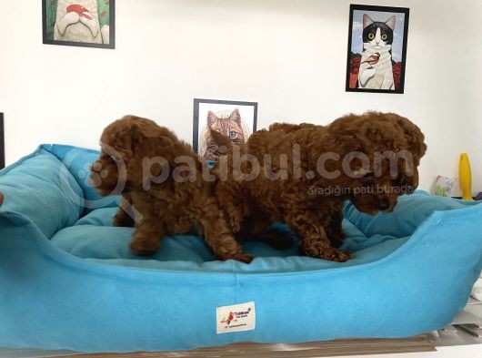 Nadir Olan Tea Cup Poodle Yavrularımız görsel