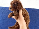 Toy Poodle Redbrown Puppi̇es