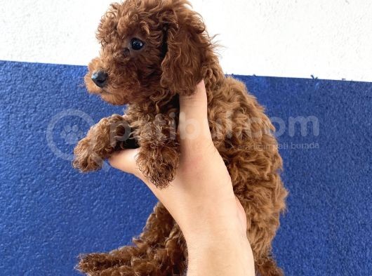 Toy Poodle Redbrown Puppi̇es görsel