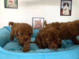 Nadir Olan Tea Cup Poodle Yavrularımız