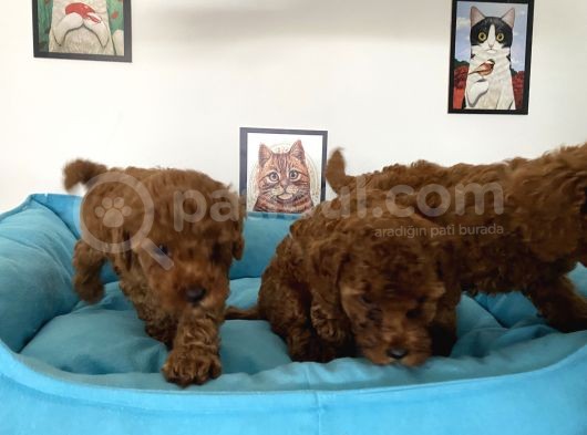 Nadir Olan Tea Cup Poodle Yavrularımız görsel