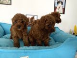 Nadir Olan Tea Cup Poodle Yavrularımız