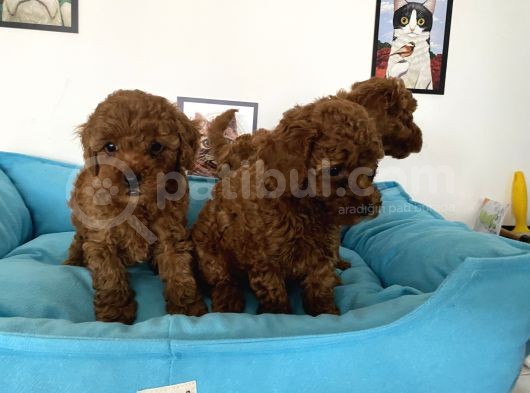 Nadir Olan Tea Cup Poodle Yavrularımız görsel
