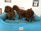 Nadir Olan Tea Cup Poodle Yavrularımız