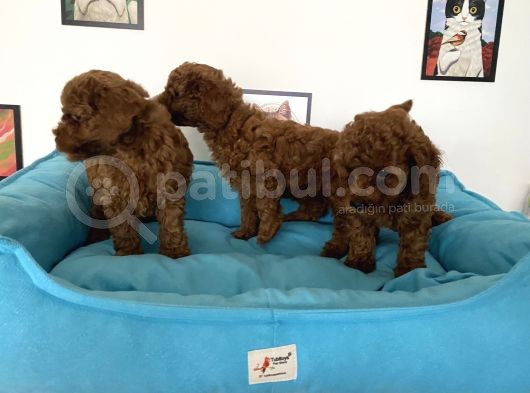 Nadir Olan Tea Cup Poodle Yavrularımız görsel