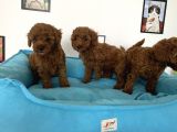 Nadir olan Tea Cup Poodle Yavrularımız