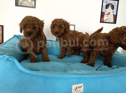 Nadir Olan Tea Cup Poodle Yavrularımız