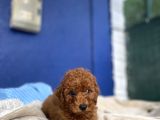 Toy Poodle Redbrown Puppi̇es