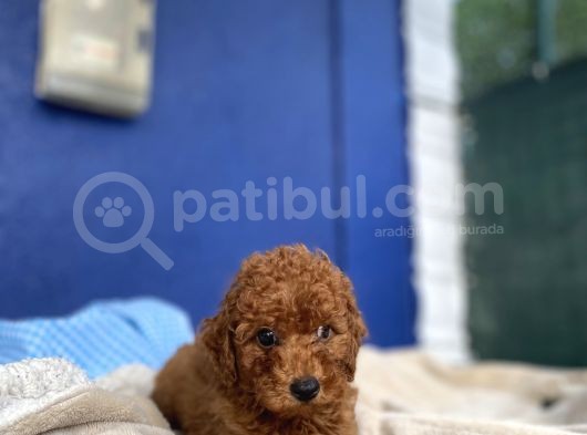Toy Poodle Redbrown Puppi̇es görsel