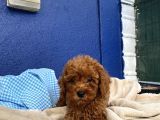 Toy Poodle Redbrown Puppi̇es