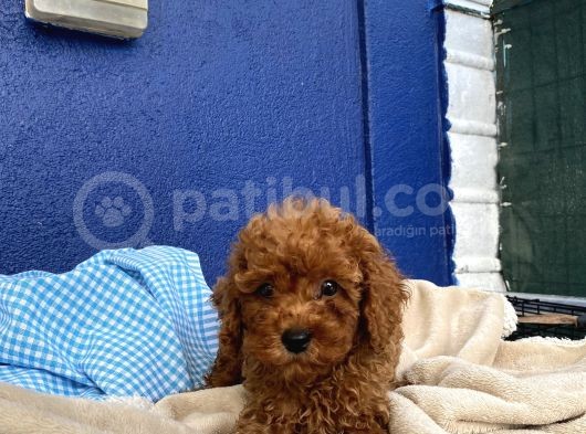 Toy Poodle Redbrown Puppi̇es görsel