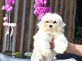 Teacup Maltese Erkek Yavrumuz