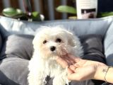 Teacup Maltese Erkek Yavrumuz