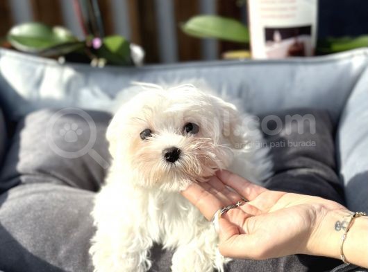 Teacup Maltese Erkek Yavrumuz görsel