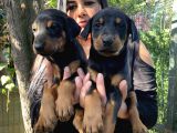 Mükemmel  Doberman  Yavrularım