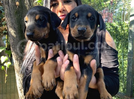 Mükemmel  Doberman  Yavrularım görsel