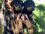 Mükemmel  Doberman  Yavrularım