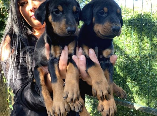 Mükemmel  Doberman  Yavrularım görsel