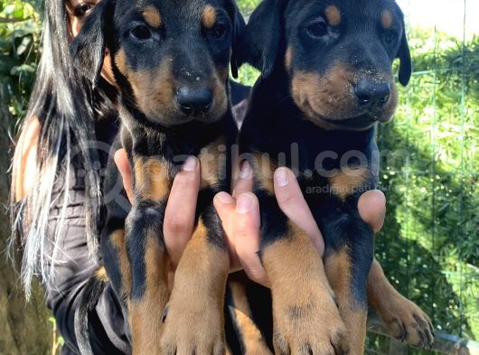 Mükemmel  Doberman  Yavrularım görsel